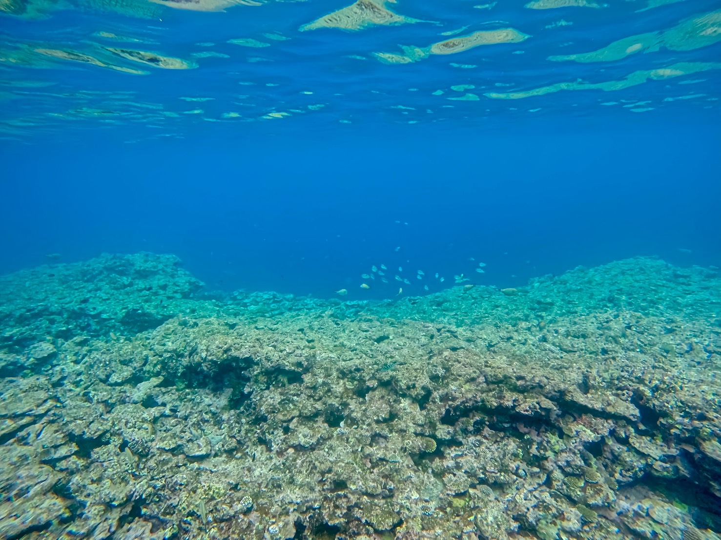石垣島の珊瑚